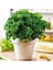 Kıvırcık Maydanoz Tohumu Atalık Saksı Tipi Moss Curled Parsley 1