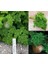 Yeşil Orman Maydanoz Tohumu Geleneksel Green Forest Parsley 2