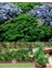 Yeşil Orman Maydanoz Tohumu Geleneksel Green Forest Parsley 3