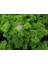Yeşil Orman Maydanoz Tohumu Geleneksel Green Forest Parsley 4