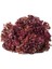 Kırmızı Marul Tohumu Atalık Salad Bowl Red 2