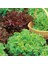 Kırmızı Marul Tohumu Atalık Salad Bowl Red 3