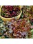 Kırmızı Marul Tohumu Atalık Salad Bowl Red 5