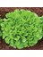 Meşe Yaprak Marul Tohumu Atalık Oak Leaf Lettuce 1