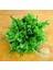 Meşe Yaprak Marul Tohumu Atalık Oak Leaf Lettuce 2