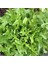 Meşe Yaprak Marul Tohumu Atalık Oak Leaf Lettuce 3