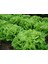 Meşe Yaprak Marul Tohumu Atalık Oak Leaf Lettuce 4