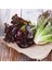 Red Romaine Kırmızı Marul Tohumu Atalık Kışa Dayanıklı 4