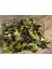 Red Romaine Kırmızı Marul Tohumu Atalık Kışa Dayanıklı 5