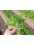 Yaprak Marul Tohumu Babyleaf Dantel Kenarlı 3