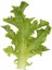 Yaprak Marul Tohumu Babyleaf Dantel Kenarlı 4