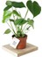 Monstera Deve Tabanı 1