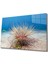 Sualtı Canlıları Cam Tablo Marine Life 1