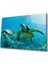 Deniz Kaplumbağası Cam Tablo Sea Turtle 1