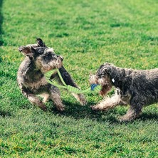 Fsfeng Haftalık Köpek Diş Çıkarma Oyuncakları, Interaktif Köpek Ipi Oyuncak, Doğal Pamuk Köpek Çiğneme Oyuncağı, 7 Paket… (Yurt Dışından)