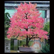 Zengarden Kokulu Katsura Ağacı Tohumu Cercidiphyllum Japonicum