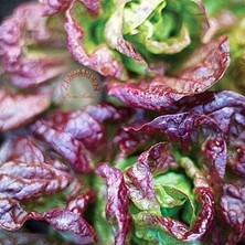 Zengarden Marvel 4 Mevsim Marul Tohumu Merveille Des Quatre Saisons