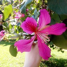 Zengarden Mor Orkide Ağacı Tohumu Bauhinia Purpurea Butterfly Tree