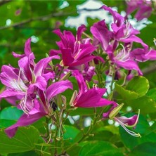 Zengarden Mor Orkide Ağacı Tohumu Bauhinia Purpurea Butterfly Tree