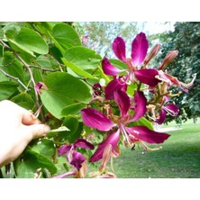 Zengarden Mor Orkide Ağacı Tohumu Bauhinia Purpurea Butterfly Tree