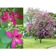 Zengarden Mor Orkide Ağacı Tohumu Bauhinia Purpurea Butterfly Tree