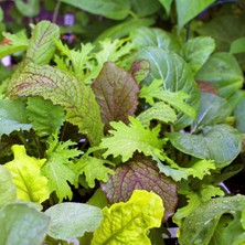 Zengarden Uzakdoğu Baharlı Salata Tohum Karışımı