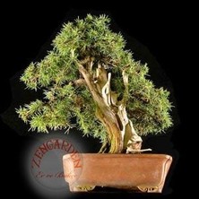 Zengarden Juniperus Rigida Tapınak Ağacı Tohumu