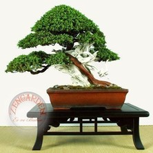 Zengarden Juniperus Rigida Tapınak Ağacı Tohumu