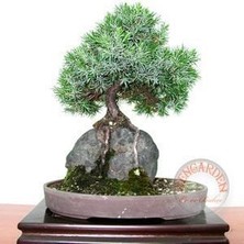 Zengarden Juniperus Rigida Tapınak Ağacı Tohumu