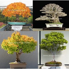 Zengarden Keyaki Japanese Japon Zelkova Ağacı Tohumu