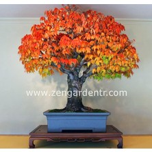 Zengarden Keyaki Japanese Japon Zelkova Ağacı Tohumu