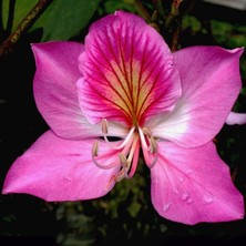 Zengarden Pembe Orkide Ağacı Tohumu Bauhinia Variegata