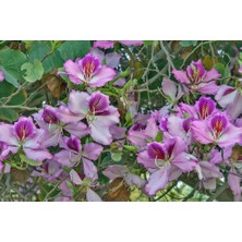 Zengarden Pembe Orkide Ağacı Tohumu Bauhinia Variegata