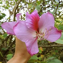 Zengarden Pembe Orkide Ağacı Tohumu Bauhinia Variegata