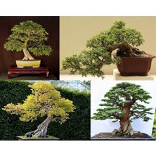 Zengarden Ulmus Parvifolia Chinese Elm Çin Karaağacı Tohumu