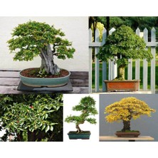 Zengarden Ulmus Parvifolia Chinese Elm Çin Karaağacı Tohumu