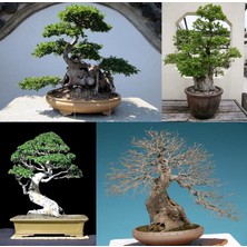 Zengarden Ulmus Parvifolia Chinese Elm Çin Karaağacı Tohumu