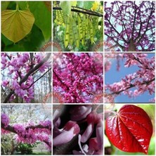 Zengarden Erguvan Tohumu Kuzey Amerika Erguvanı Eastern Redbud Judas Tree Cercis Canadensis