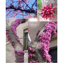 Zengarden Erguvan Tohumu Kuzey Amerika Erguvanı Eastern Redbud Judas Tree Cercis Canadensis