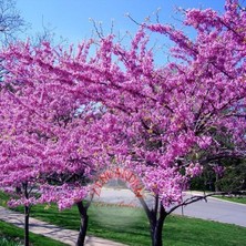 Zengarden Erguvan Tohumu Kuzey Amerika Erguvanı Eastern Redbud Judas Tree Cercis Canadensis