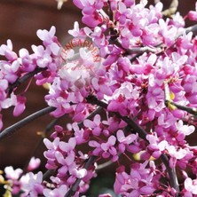 Zengarden Erguvan Tohumu Kuzey Amerika Erguvanı Eastern Redbud Judas Tree Cercis Canadensis