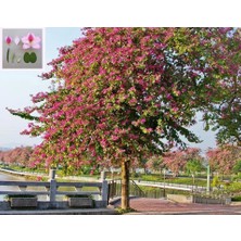 Zengarden Pembe Orkide Ağacı Tohumu Bauhinia Variegata