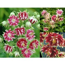 Zengarden Nora Barlow Haseki Küpesi Tohumu Aquilegia Katlı Klematis Çiçekli