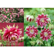 Zengarden Nora Barlow Haseki Küpesi Tohumu Aquilegia Katlı Klematis Çiçekli