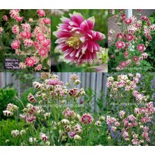 Zengarden Nora Barlow Haseki Küpesi Tohumu Aquilegia Katlı Klematis Çiçekli