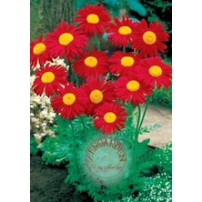 Zengarden Tanacetum Tohumu Robinson's Giants Büyük Çiçekli Coccineum