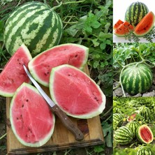 Zengarden Kaliforniya Kan Karpuzu Tohumu Geleneksel Watermelon Crimson Sweet