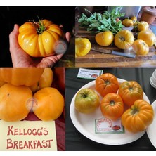 Zengarden Kellogg Turuncu Domates Tohumu Geleneksel Kellogg's Breakfast Tomato