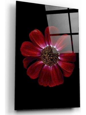 MiraLive   Papatya Cam Tablo