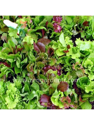Zengarden Rocky Top Marul Tohumu Salata Karışımı Atalık